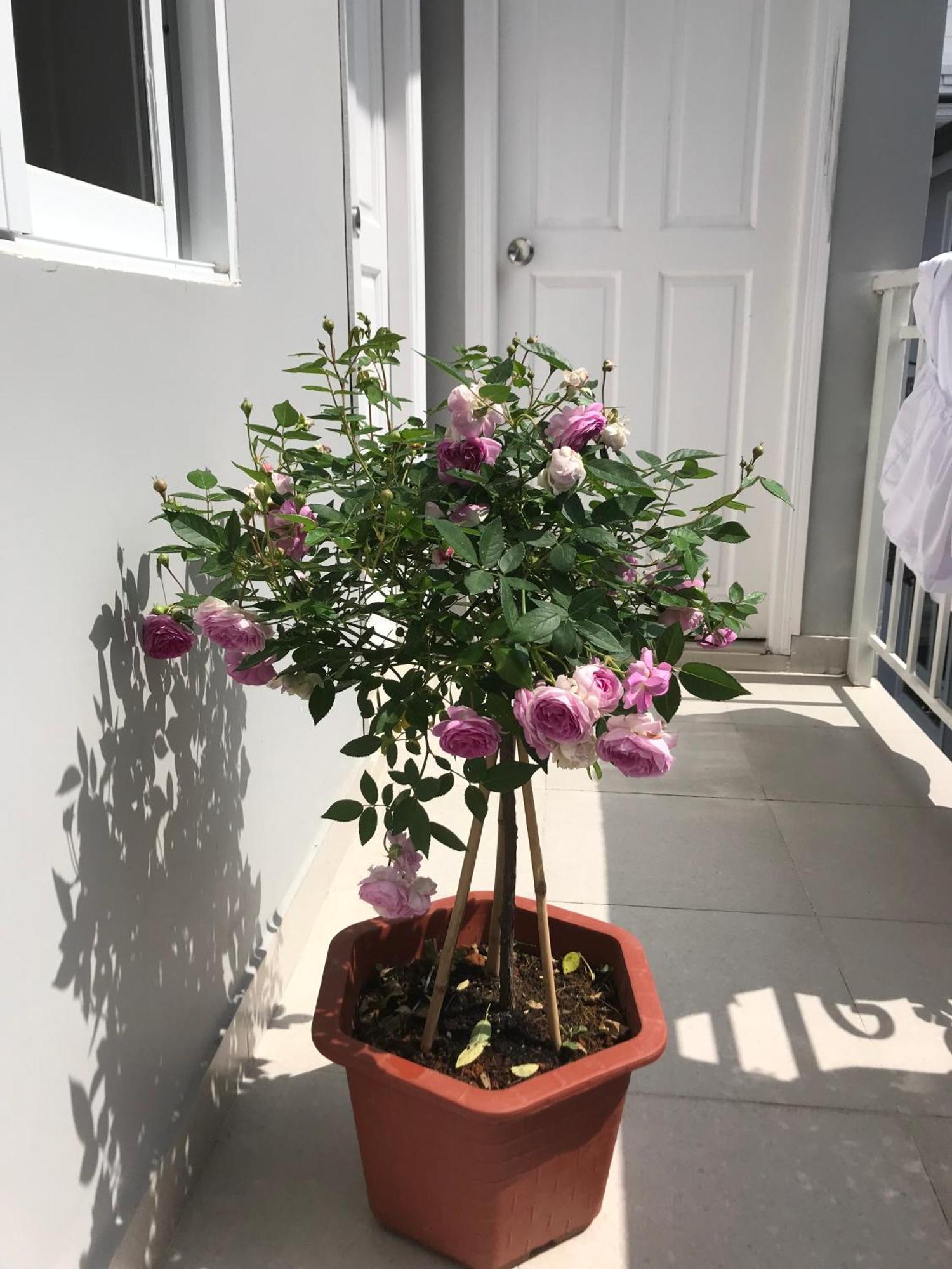 Phuong Hong Guesthouse Dalat Eksteriør bilde